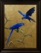 Hyacinth macaws