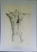 Redback  ( graphite on fabiano paper - 50 x 40cm )